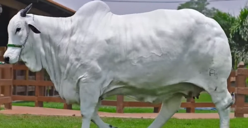 Récord histórico: Vaca Nelore boliviana se vende por 1,5 millones de dólares en la ExpoCebú 2025 de Brasil