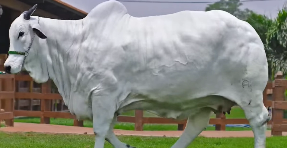 Récord histórico: Vaca Nelore boliviana se vende por 1,5 millones de dólares en la ExpoCebú 2025 de Brasil