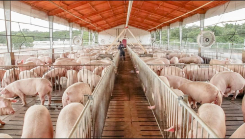 Santa Cruz es declarado libre de peste porcina clásica y apunta al mercado externo