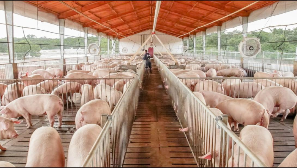 Santa Cruz es declarado libre de peste porcina clásica y apunta al mercado externo
