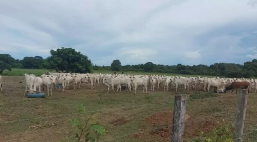 San Ramón fortalecerá su producción bovina con la construcción de 41 atajados de agua
