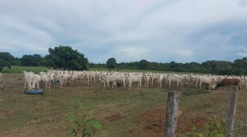 San Ramón fortalecerá su producción bovina con la construcción de 41 atajados de agua