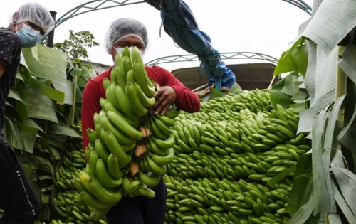 La producción de plátano de exportación decrece y está en riesgo el mercado argentino, por causa de los constantes bloqueos