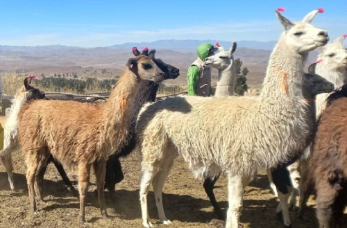 Bolivia emprende diálogo para exportar charque de llama a Estados Unidos