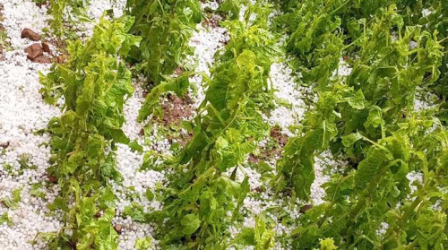 Bajas temperaturas con heladas y granizadas afectan a 123 municipios
