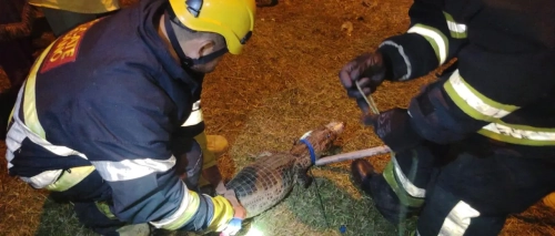 Lagarto en la vía pública causa susto en la zona de El Bateón